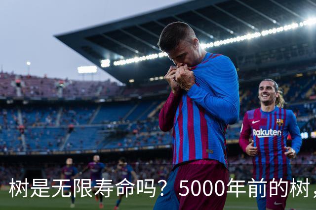 树是无限寿命吗？5000年前的树，现在居然还活着